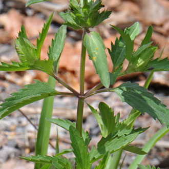 Dracocephalum parviflorum, American Dragonhead